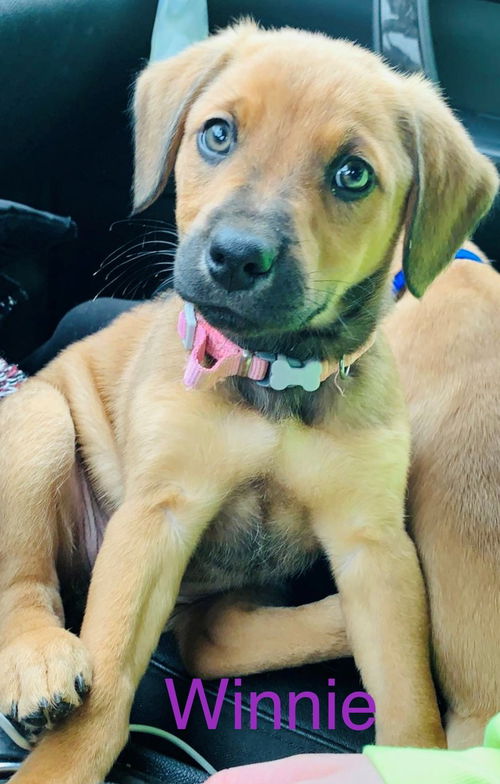 Winnie