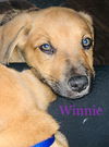 Winnie