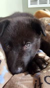 Charlie