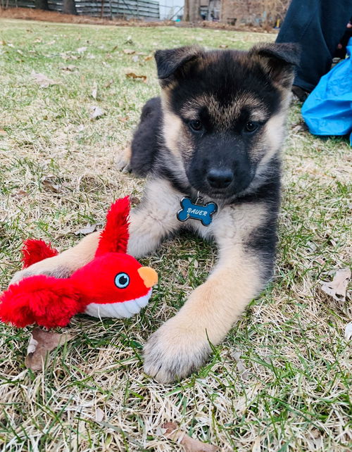 Bauer