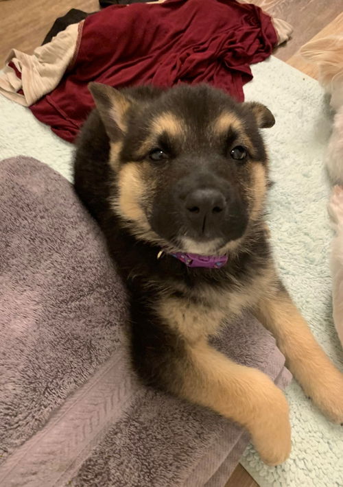 Harper