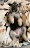 Harper