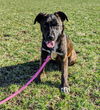 Olive Jane