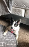 Callie