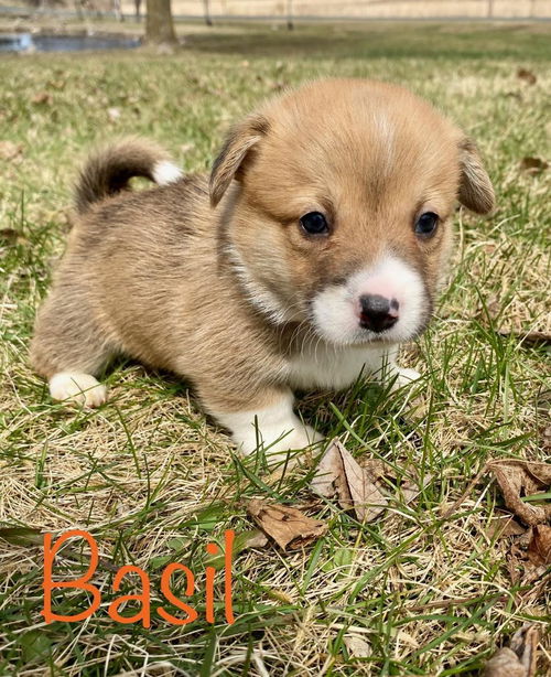 Basil