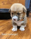 Basil
