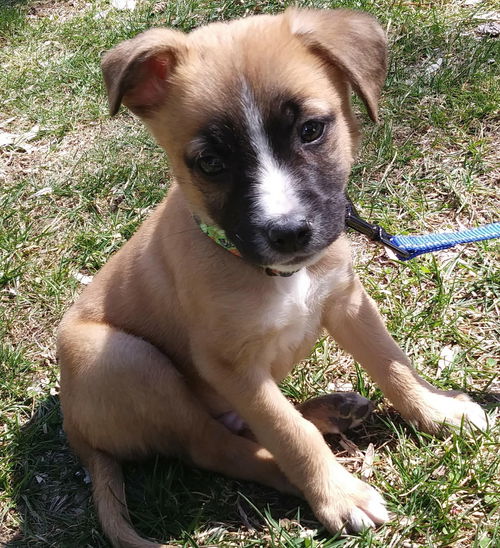 Opie