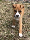 Zeke