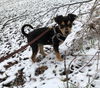 Willow