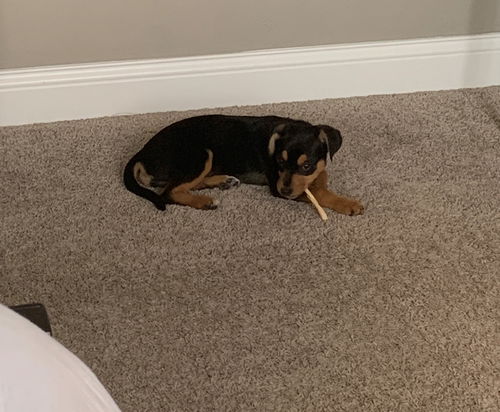 Luna Bear