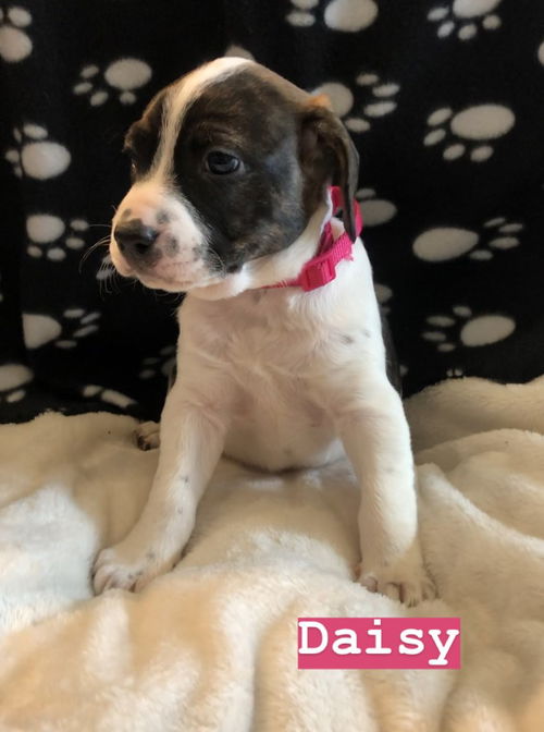 Daisy