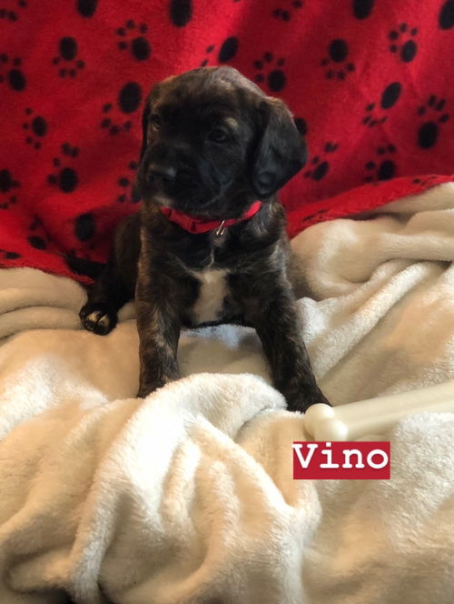 Vino