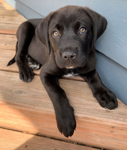 Sadie
