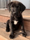 Sadie