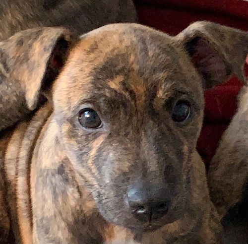 Scooby