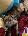 Scooby