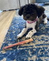 Peggy
