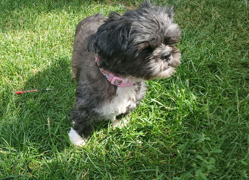 Penny