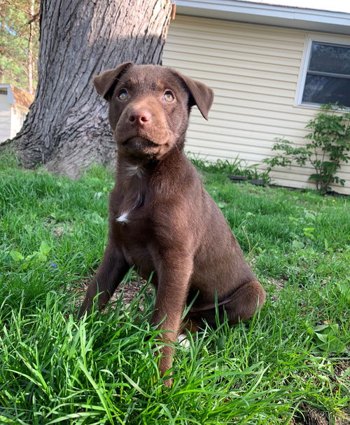 Nash