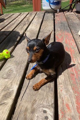 Weenie