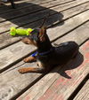 Weenie