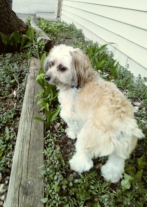 Peanut