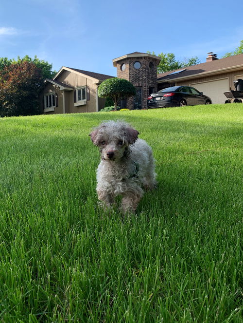 Teddy