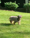 Teddy