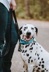 Perdita