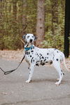 Perdita