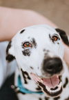 Perdita