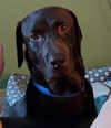Ralph