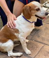 Maisey
