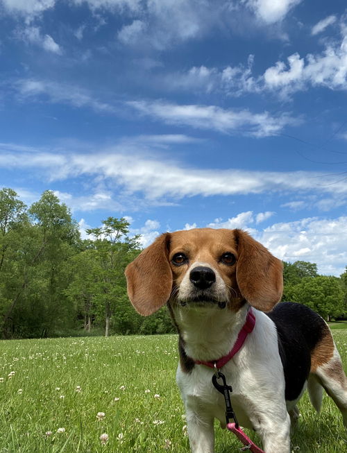 Libby
