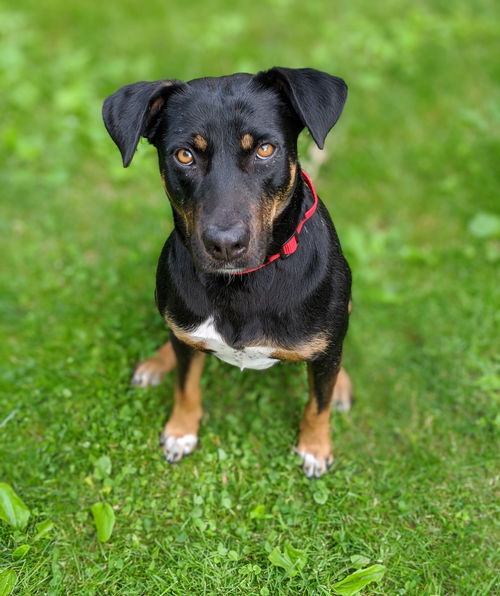 Penny