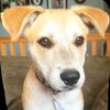 Harper