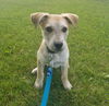 Harper