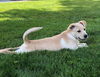 Josie