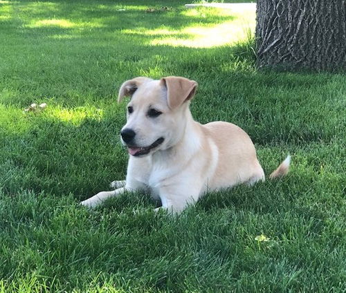 Josie