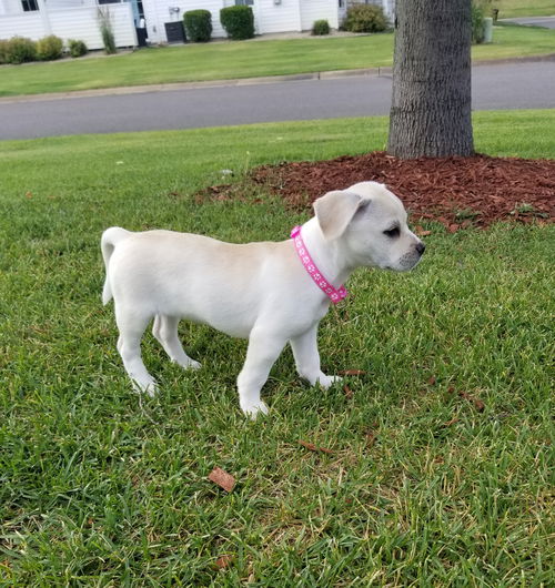 Penelope