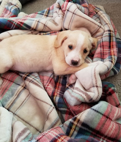 Izzy
