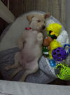 Calliope/Lyra