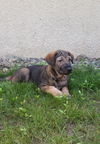 Zoey