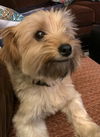 Roper