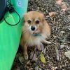 Inga - NEEDS TO BE ADOPTED WITH OLGA
