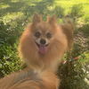 Inga - NEEDS TO BE ADOPTED WITH OLGA