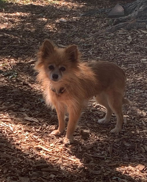 Olga - NEEDS TO BE ADOPTED WITH INGA