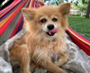 Olga - NEEDS TO BE ADOPTED WITH INGA