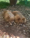 Olga - NEEDS TO BE ADOPTED WITH INGA