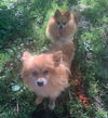Olga - NEEDS TO BE ADOPTED WITH INGA